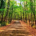 Belgrat Ormanı Giriş Ücreti